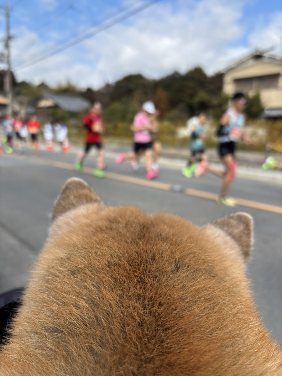 IkuchanGo's tweet photo. #京都マラソン2026
今年も竜安寺前で応援してきました📣
さくら🐕に声をかけていただきありがとうございました🩷
がんばれパワーを送ってがんばれパワーをもらったよ 16歳3ヶ月のおばあわん応援に行けるのは今年が最後やろなぁ… https://t.co/eQaM4fgJ4p