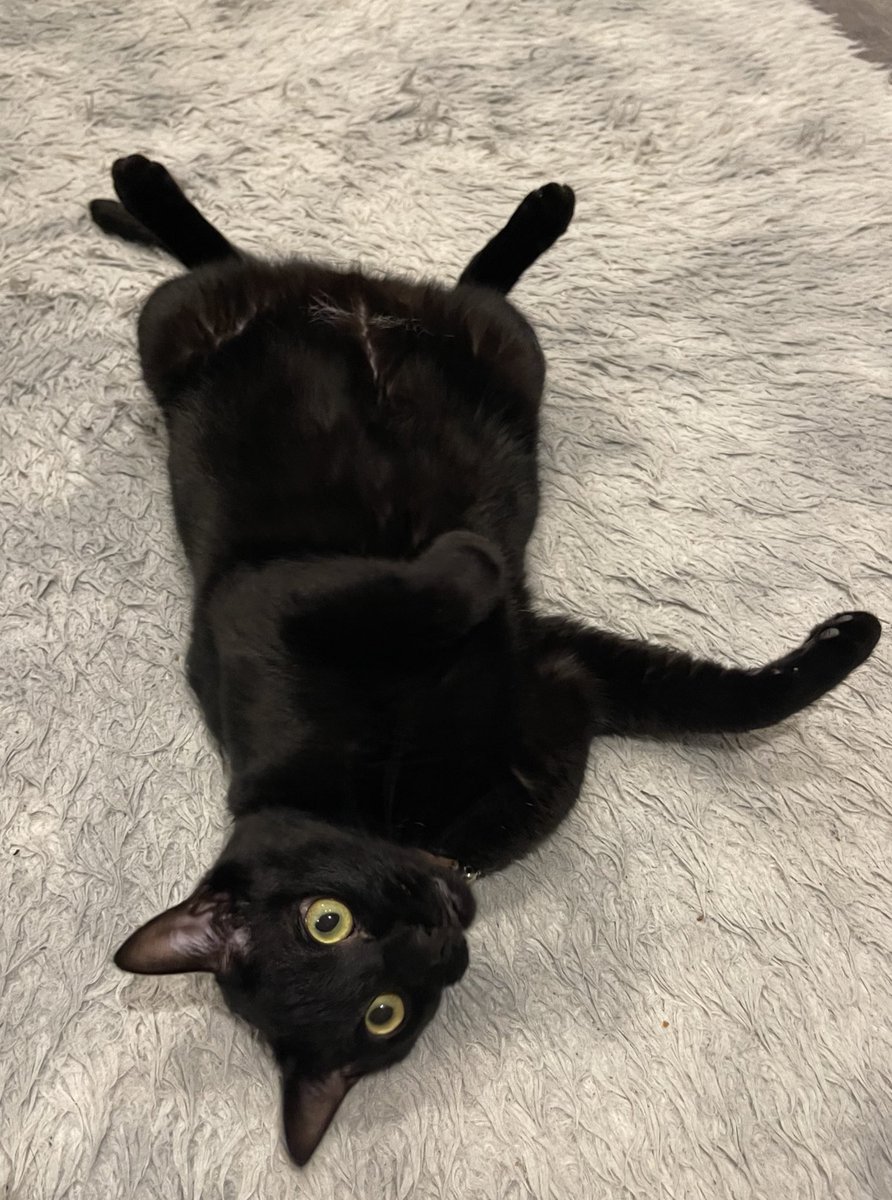 Happy Sunday 🥰
#猫のいる暮らし𓃠