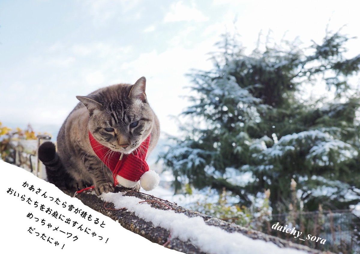 とんとん (@daichy_sora) / Posts / X