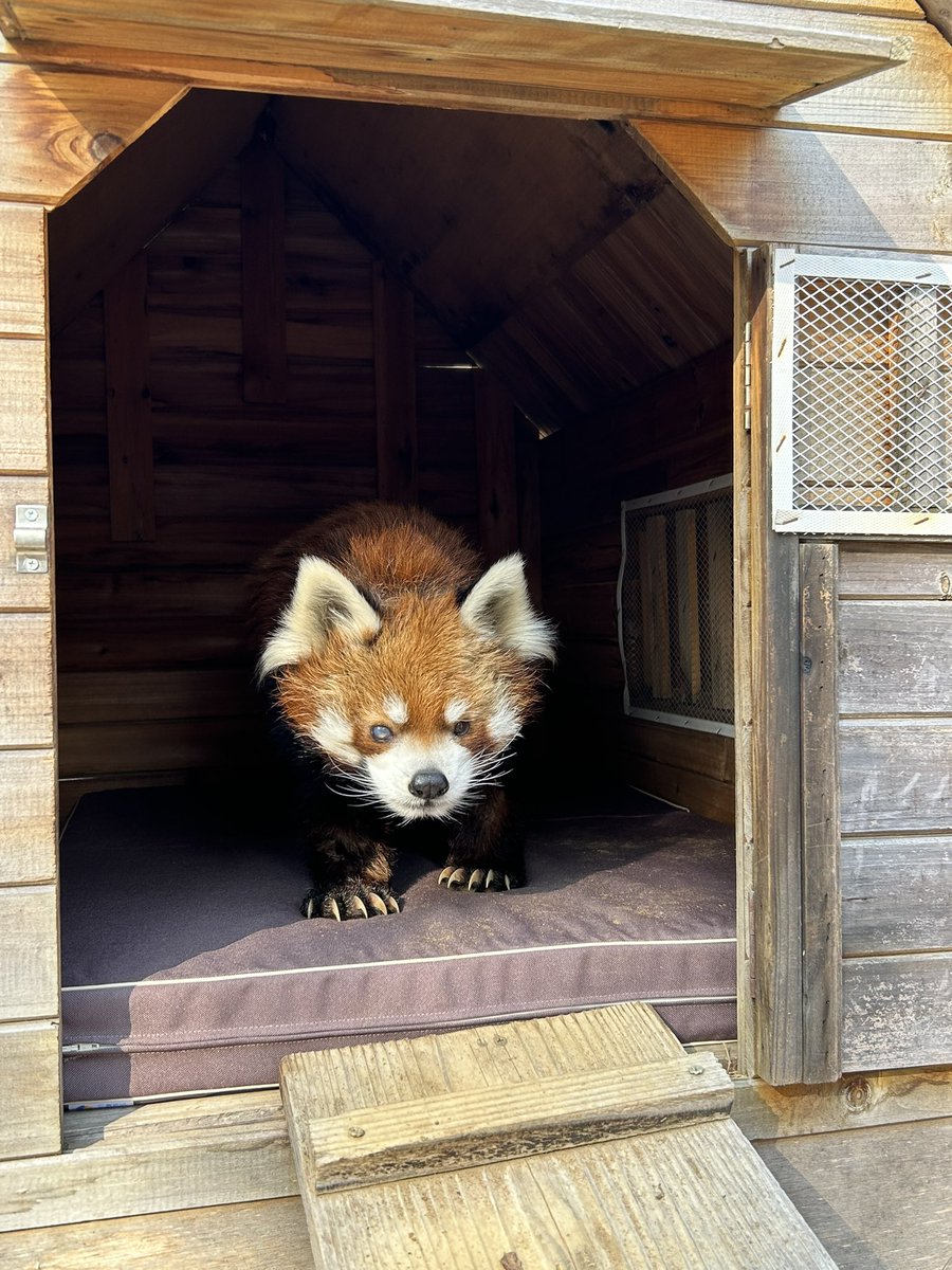 Amazonほしい物リストにてご寄附いただきました、レッサーパンダの風太の小屋用マットを本日より使用しております！床ずれ防止の効果もあり、高齢の風太も快適に過ごせます。ありがとうございました！（飼2）
#千葉市動物公園
#レッサーパンダ 
#Amazonほしい物リスト