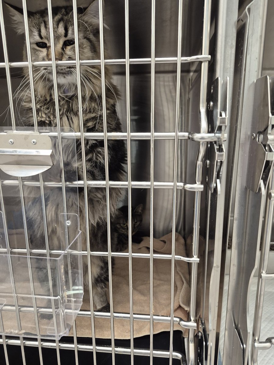 One of these two prisoners has blood in the urine. Finding out now. 😞 #vet #pet