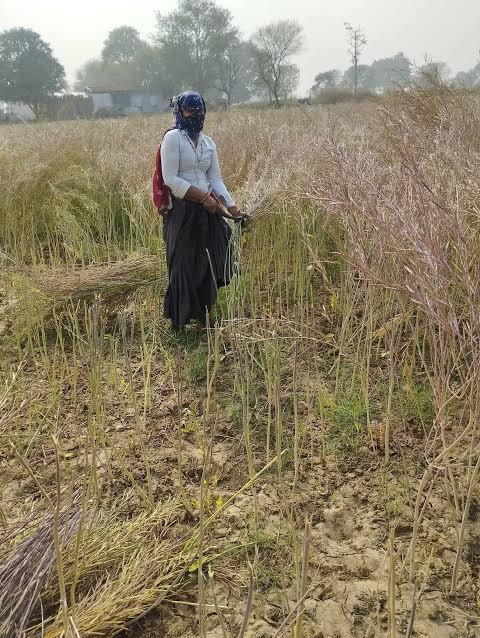 Today marks the first day of the mustard harvest in our village.
 We have already started our work! How many more days will it take for the mustard in your village to be fully ripe?"
Mustard harvest: 👇

Fully ripe: 🎋🧨
