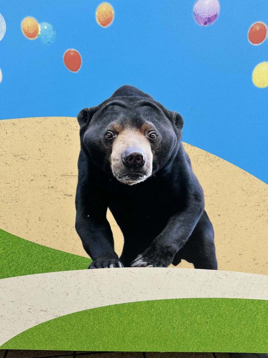 サニーとマチグッズ何も売ってない💦残念😱
店頭のプリントのみ
20260215
#福岡市動植物園