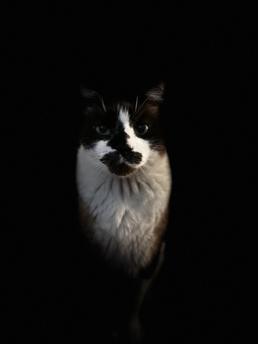 Charlie Chaplin has used up a lot of his 9 lives... but we are happy he's here!