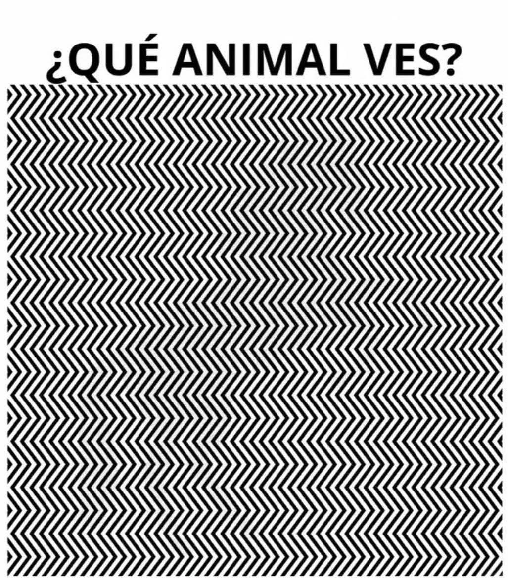 Suricato 💎 tweet media