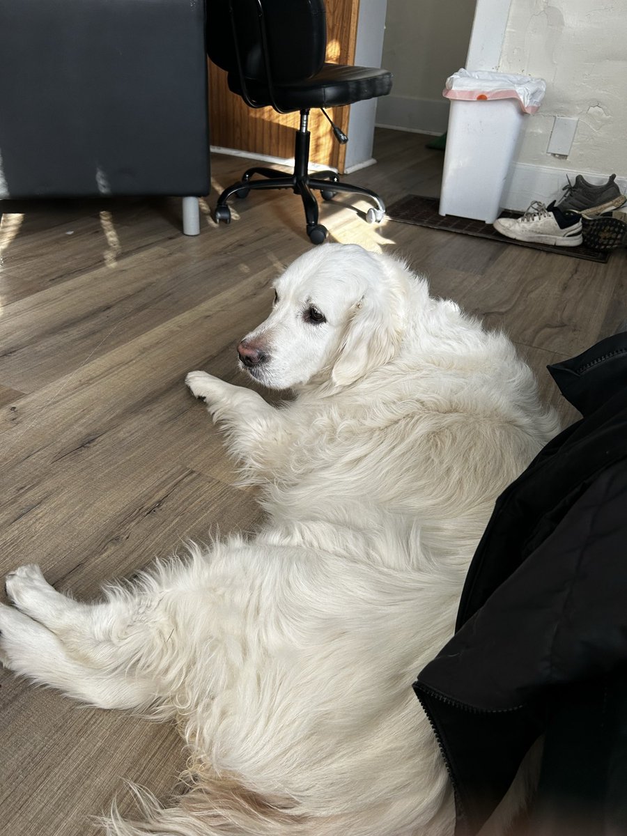 CH_ChrisCarson's tweet photo. Taking care of this pooch this weekend. Can’t walk 10 feet down the street without being stopped. Made some good connections along the way. She is my ticket to the promise land moving forward. #butterdog https://t.co/7UkRGcAmyK