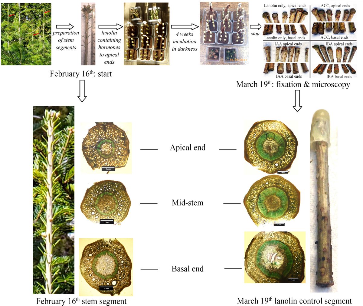 ForestryRes's tweet photo. #ForestryRes #iba #fir #celldivision
Exogenous IAA, IBA, and ACC affect Abies balsamea growth. IAA enlarges cortical ducts, IBA promotes cell division, and ACC enhances tracheary element production.
@MaximumAcademic @sci_plant @RelayJFR
Details: https://t.co/SDepcctxA0 https://t.co/F16ZE6irpl