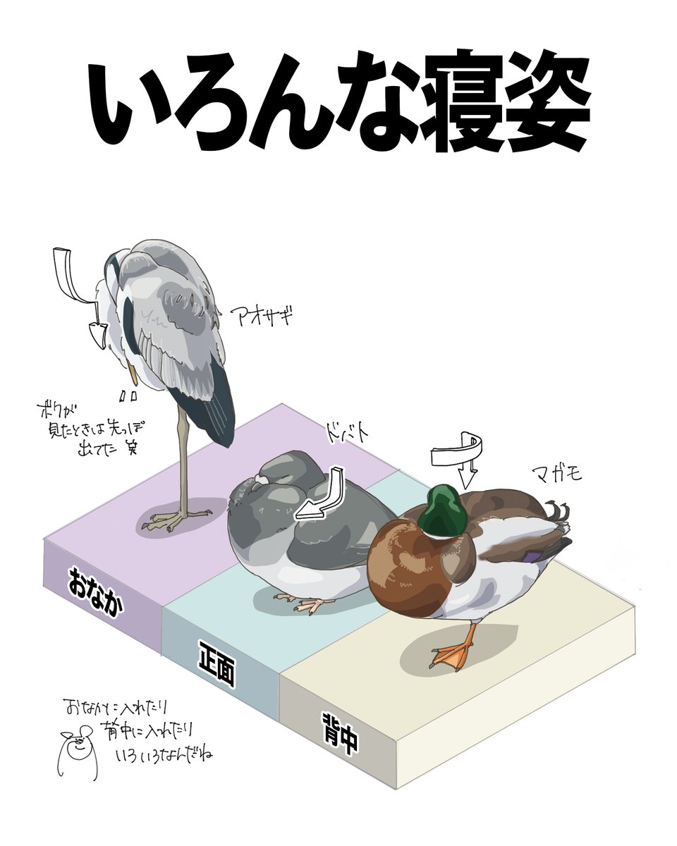 自然ガイドのネタ帳 tweet media