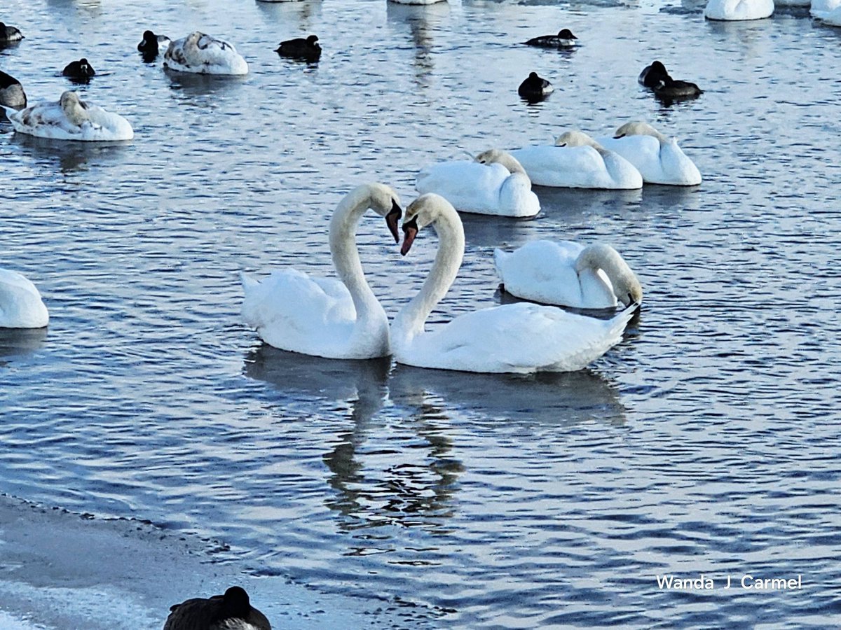 wanda_carmel's tweet photo. Happy Valentine's Day! ❤️ https://t.co/xHuJAcxqK2