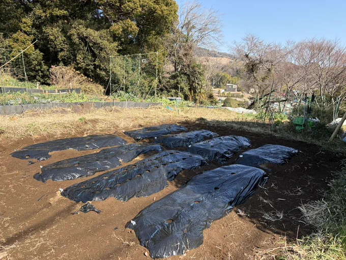 畑、大根の芽が出ました!めっちゃ嬉しい!!