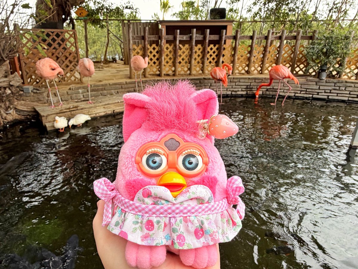 フラミンゴ×フラミンゴ🦩 可愛いイチゴ柄の水着はみゆきさん