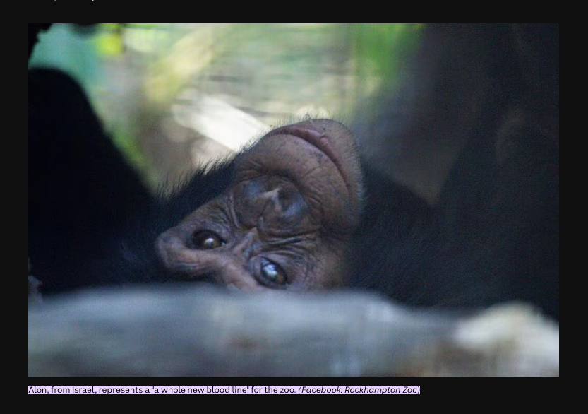 amazingdev02's tweet image. I JUST FOUND SOMETHING INSANE

A MONKEY NAMED "ALON" FROM ISRAEL???

THIS SHIT HAS TO BE SCRIPTED 

PROOF:
abc.net.au/news/2015-09-1…