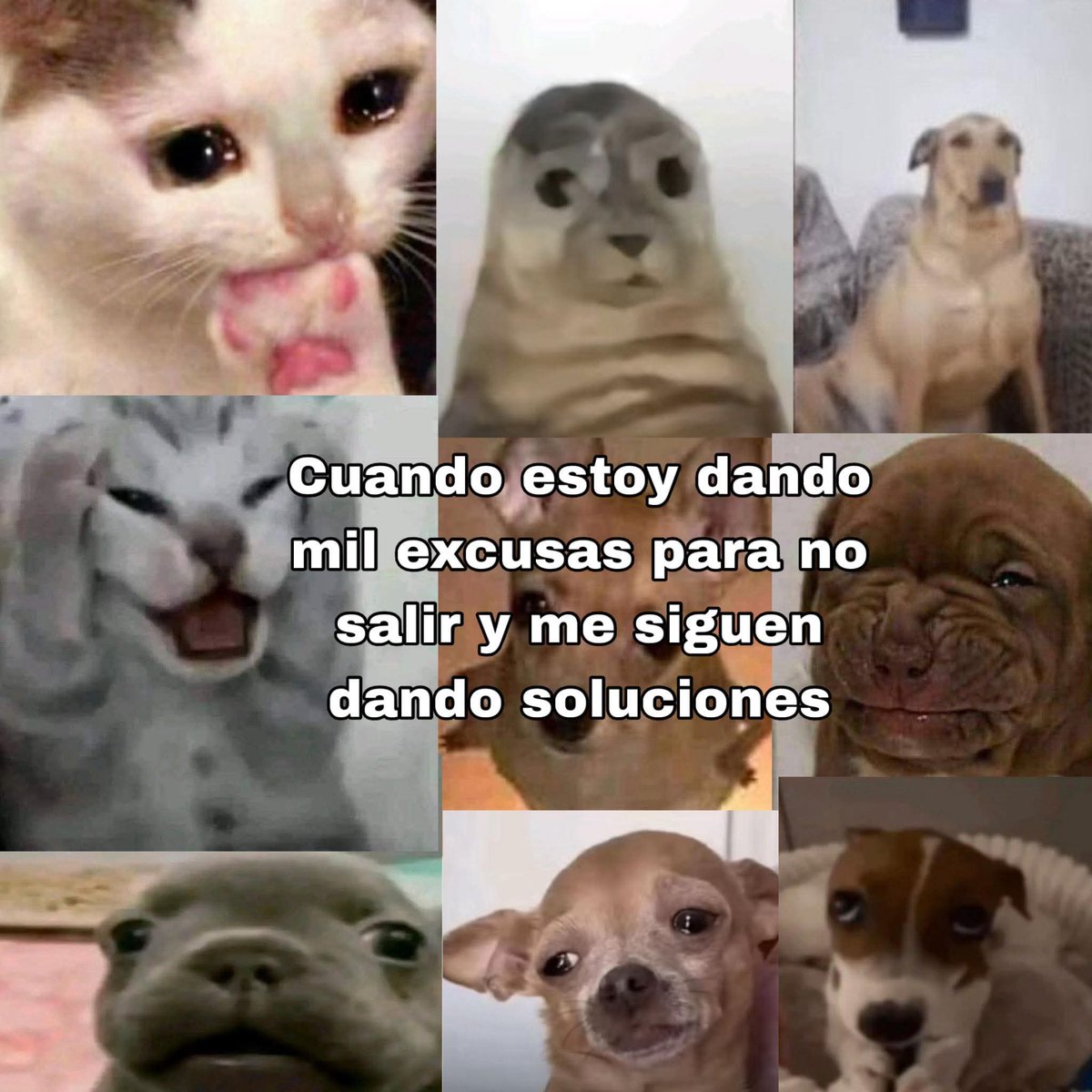 Animalesaprieto's tweet photo. https://t.co/avz25bmOCN