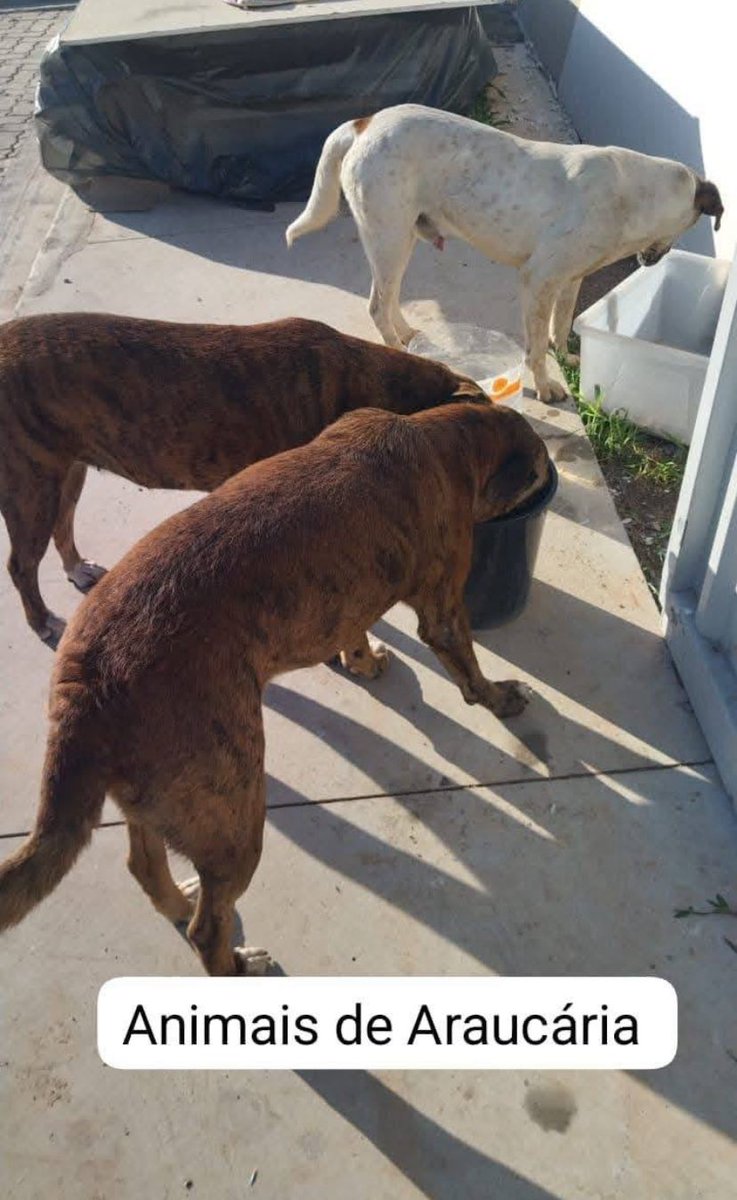 Na Mira do Repórter. tweet media