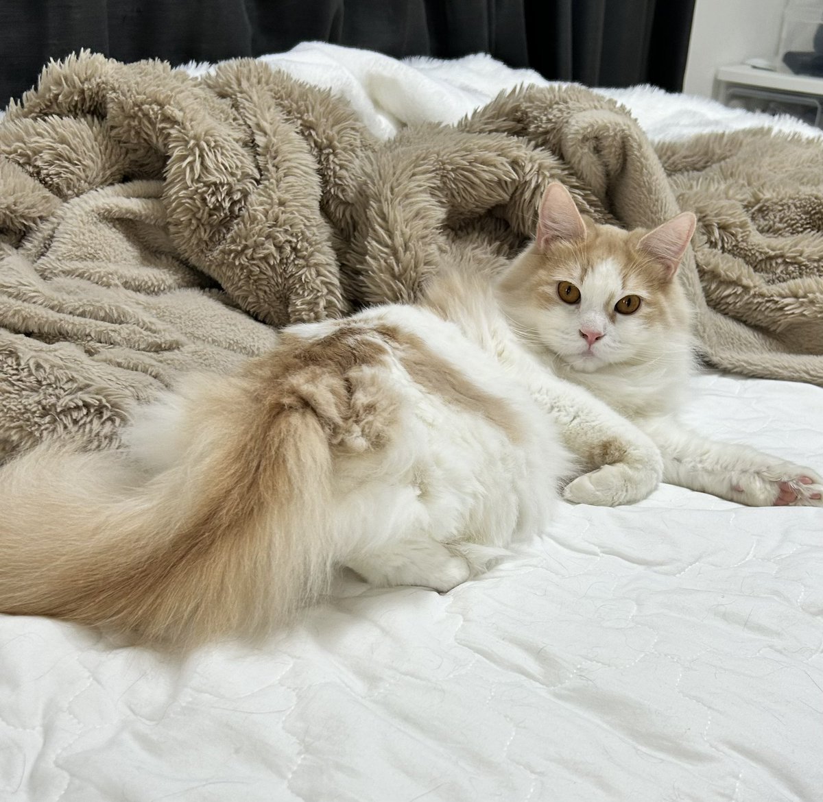 RT @mrrxnyn: なお当の本にゃんはこの様子