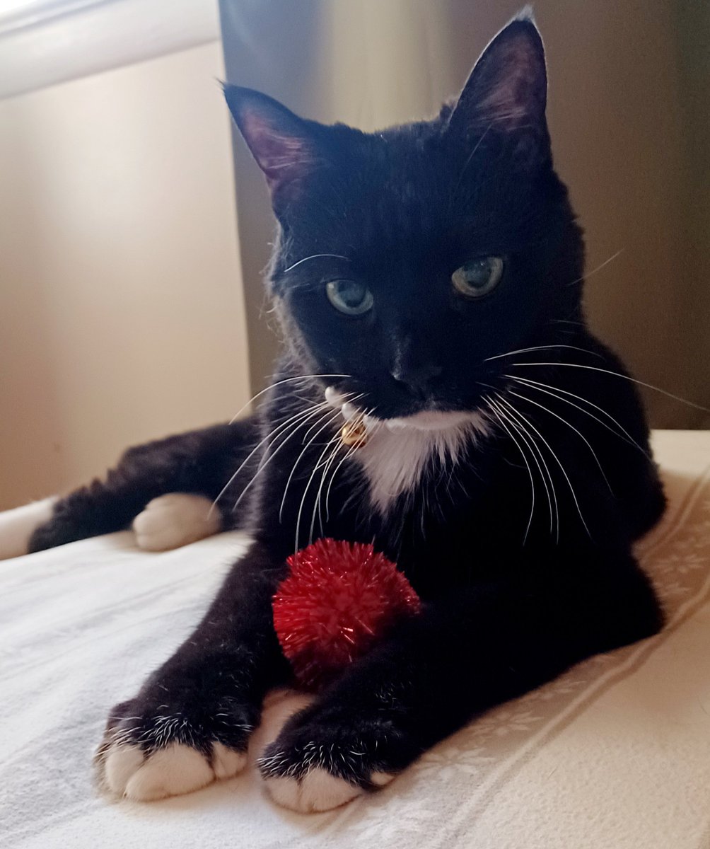 ❤️  🐈‍⬛️ ❤️