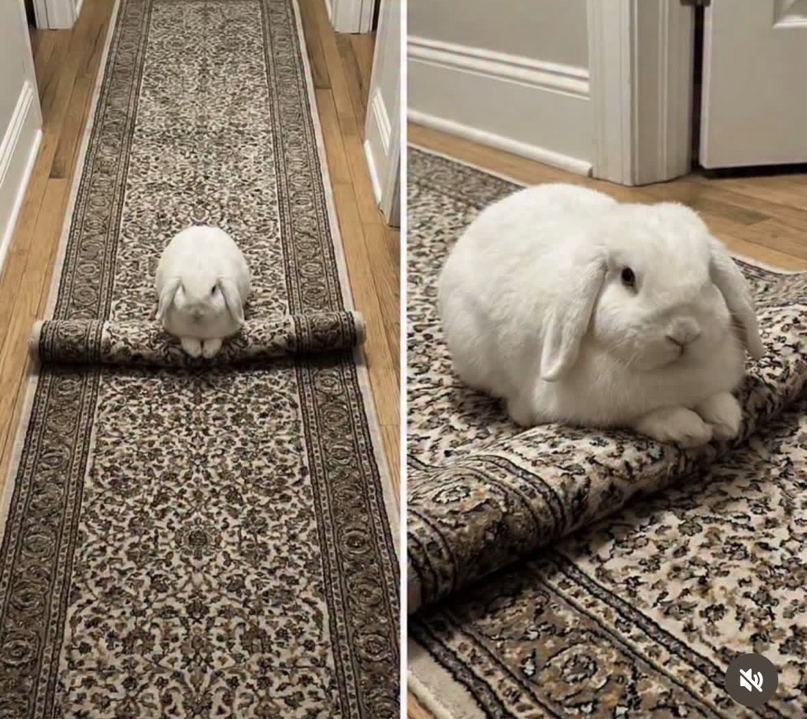 Bunnies (@bunnies) on Twitter photo 