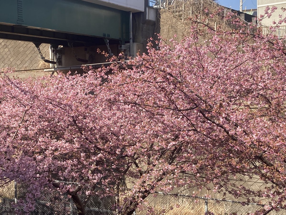 河津桜🌸を観に来た