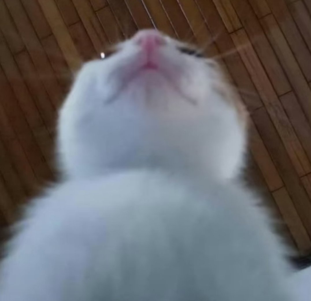 /•᷅‎‎•᷄\୭⋆°✩ ๋࣭ tweet media