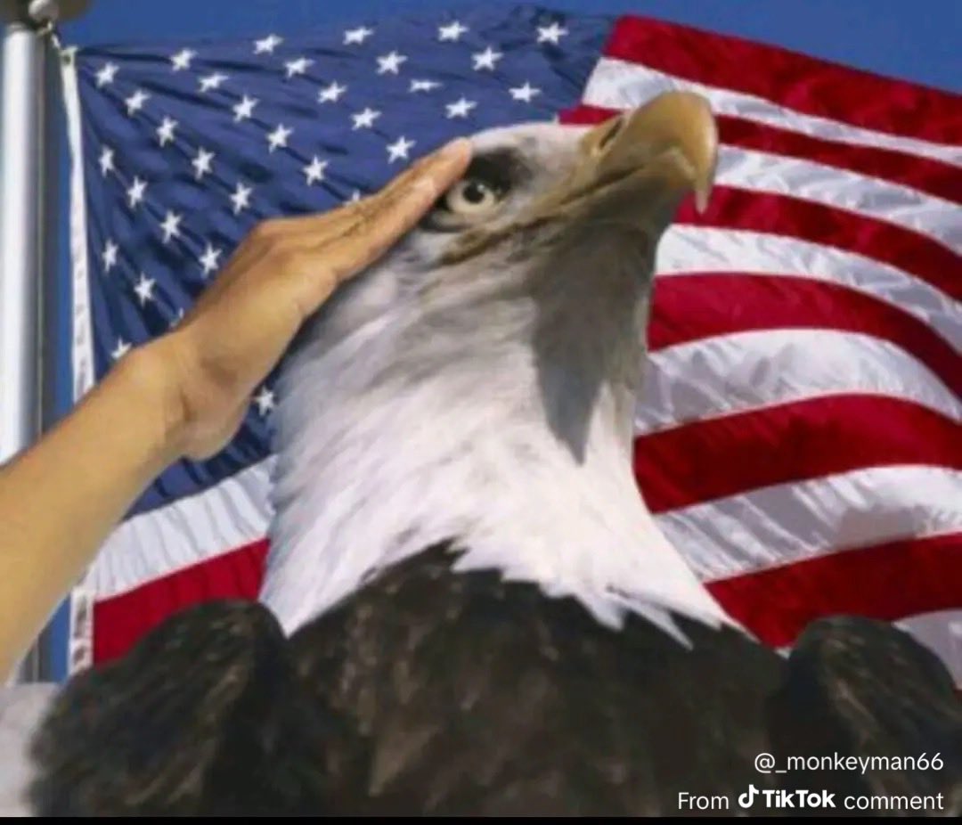 stbonn's tweet photo. me who’s not even american https://t.co/r6ymrhnTqM