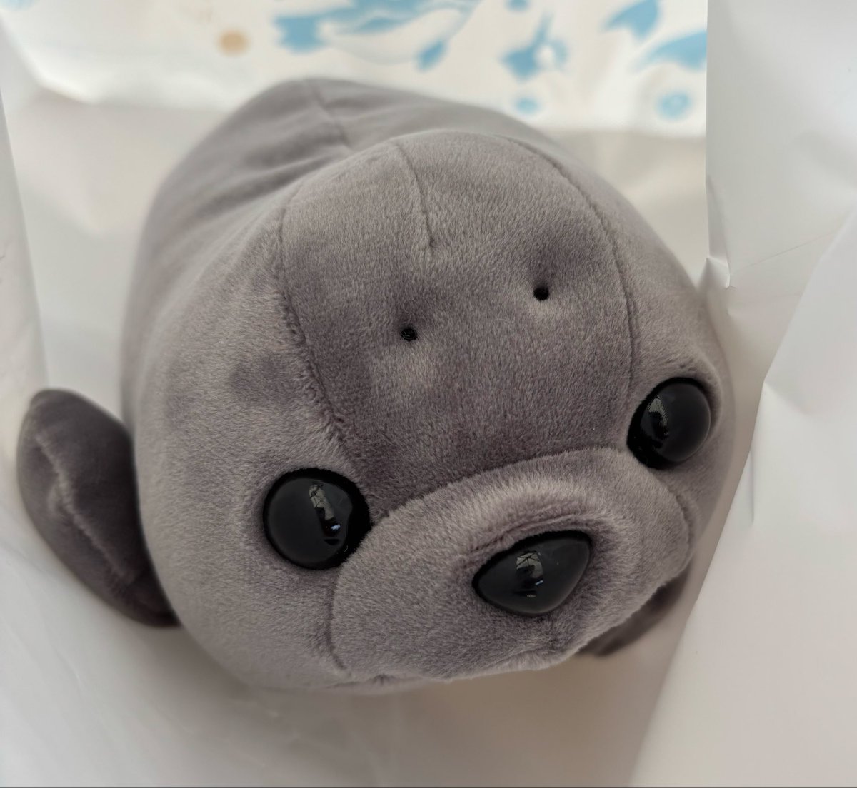 あと、ココアちゃんをお迎えしました🦭