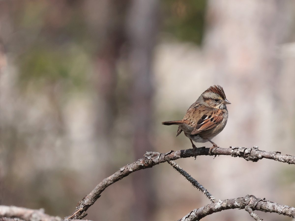 Bonsai Guy (@kippernifficent) on Twitter photo 