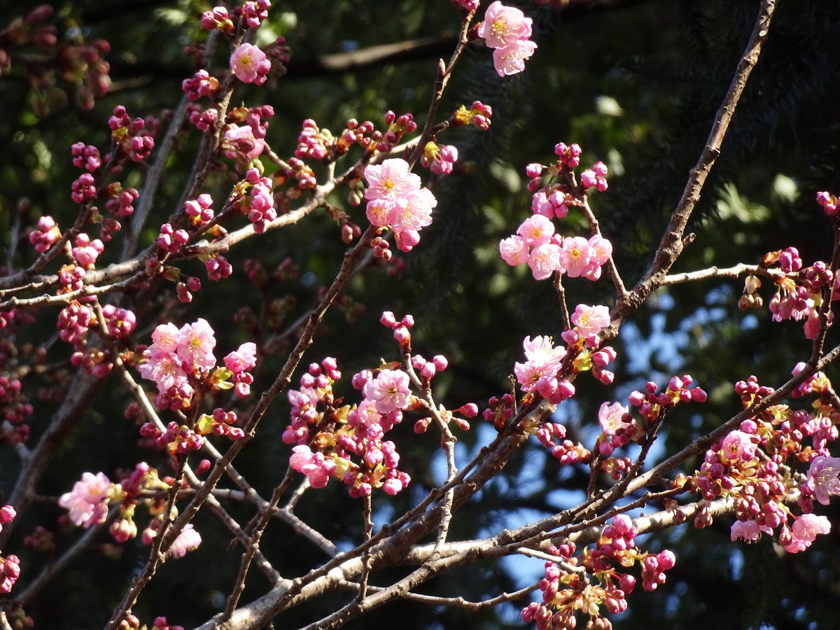 #ツバキカンザクラ が開花しました🌸
原木が愛媛県松山市の伊豫豆比古命神社(椿神社)にあることが名前の由来です。
しべが長く、明るいピンクの花が密集して咲くので、咲き進むととても華やかになりますよ。
今は上の方の枝から咲き始めています。みごろをむかえたらまたお知らせしますね📢
#新宿御苑