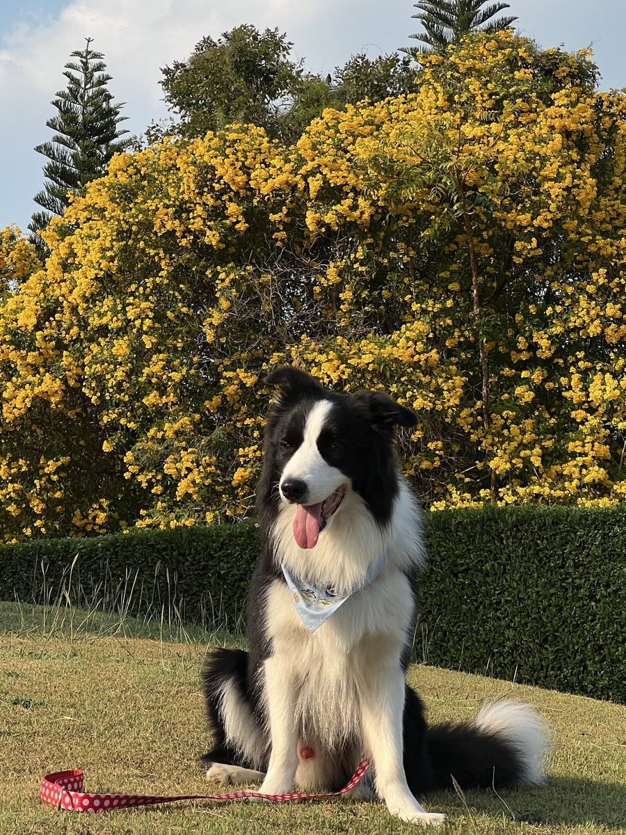 VIF_FC's tweet image. ✨Happy Birthday🎂🎉 
"แซมเมอร์" ครบ 3 ขวบแล้วน้า
โตขึ้นอีกปี ขอให้ปีนี้แข็งแรง แฮปปี้เต็มร้อย 
พกความน่ารักๆแบบนี้ไปทุกๆที่เลยน้า 💘🐶

#HBD3rdSAMMERDAY #วิฟให้ทุกวันเป็นวันที่ดี #VIFEveryDayaGoodDay #sammerbcollie #warwanarat