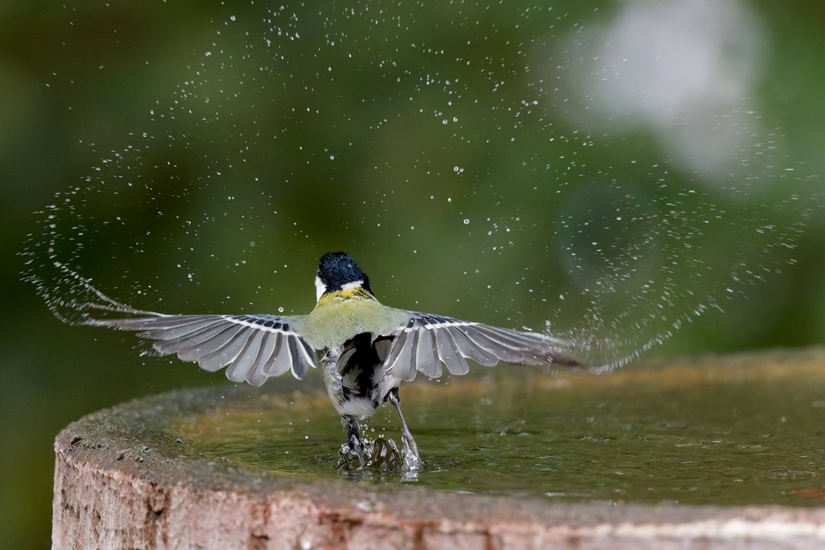 hama_yuu2003's tweet image. シジュウカラの場合は水滴も少し控えめ

#野鳥写真
#photolab8

NIKON Z 8
NIKKOR Z 600mm f/6.3 VR S
600mm | f/6.3 | 1/4000 | ISO 14400