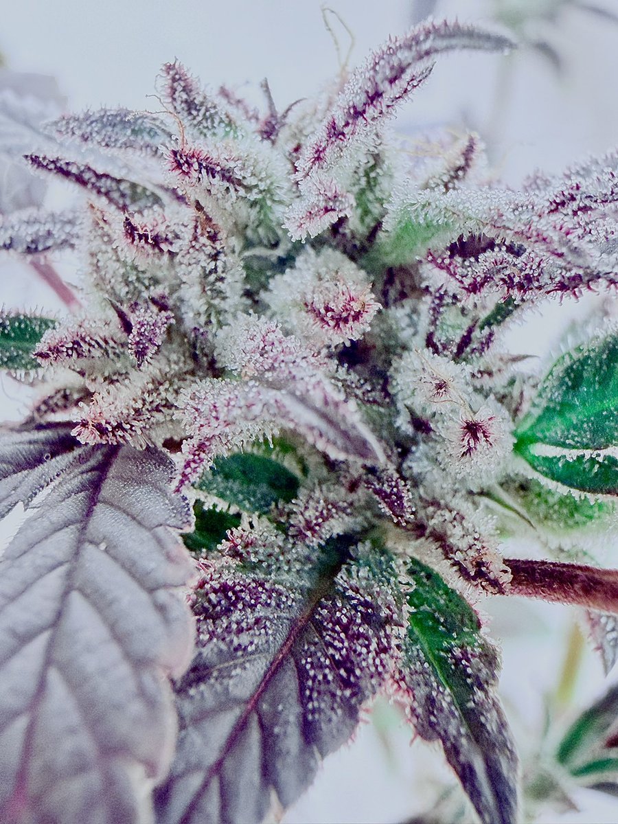 Chem 2 Earth 
( Earth 2 Alex x Super Sour Chem )