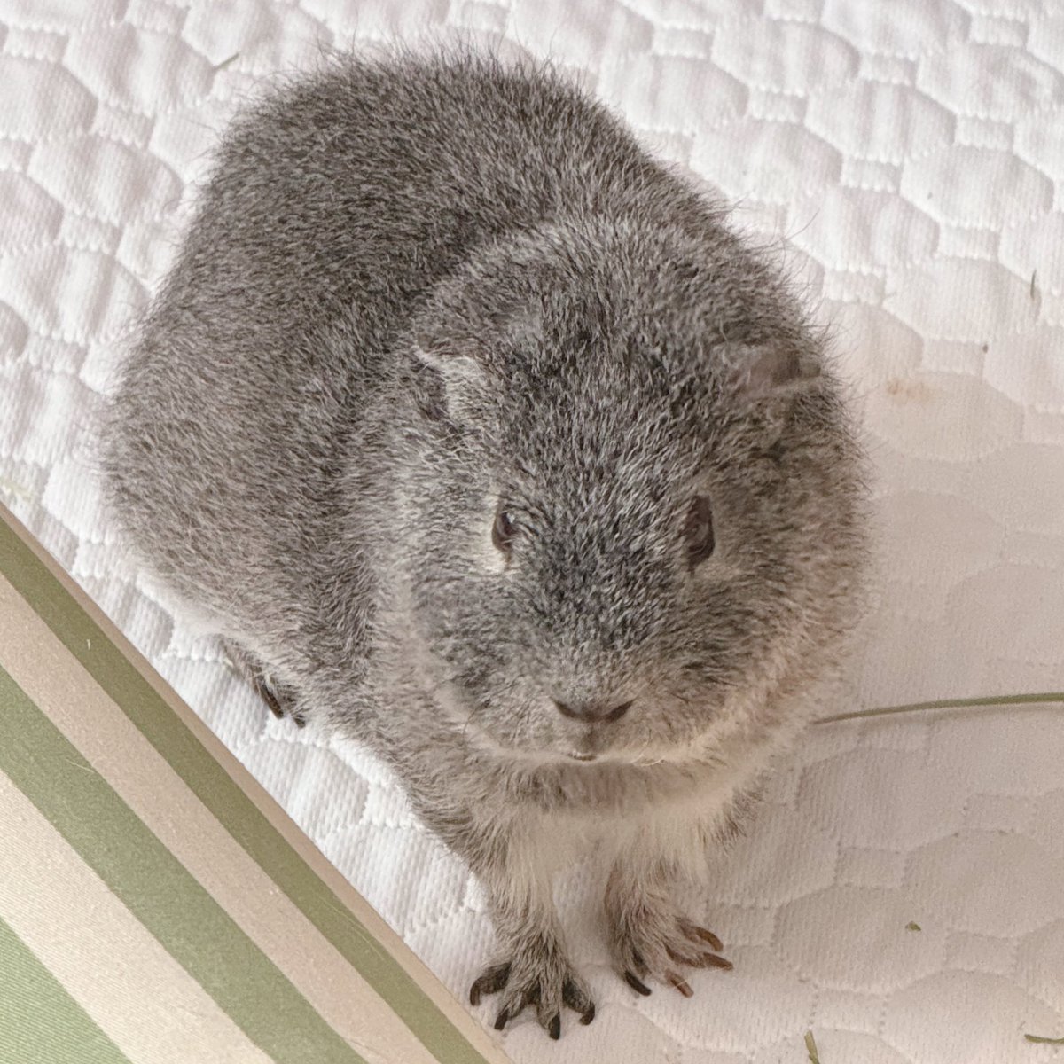 もこ (@moko2_mol) / Posts / X