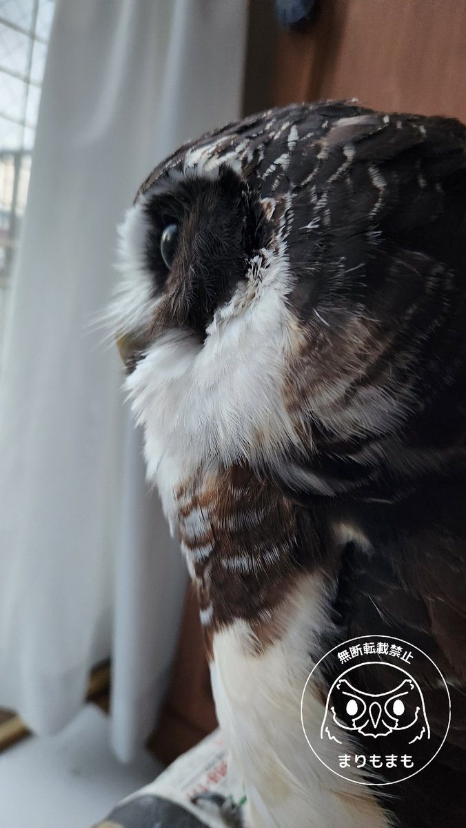 まりもまも (@marimomamo073) / Posts / X