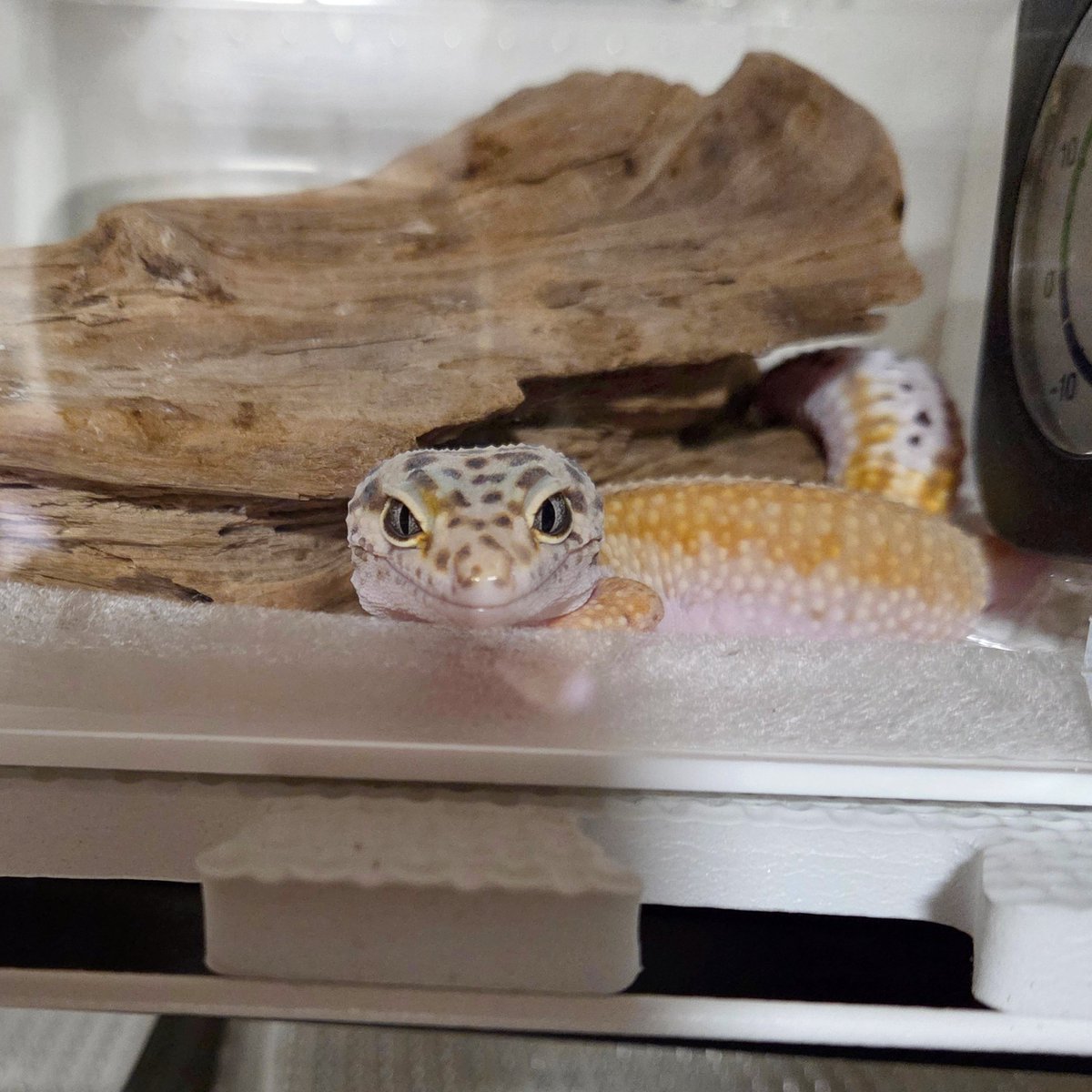 晴間も3年迎えられました
目が見えなくなっても近付くとこっち向いてくれる愛しいやつ