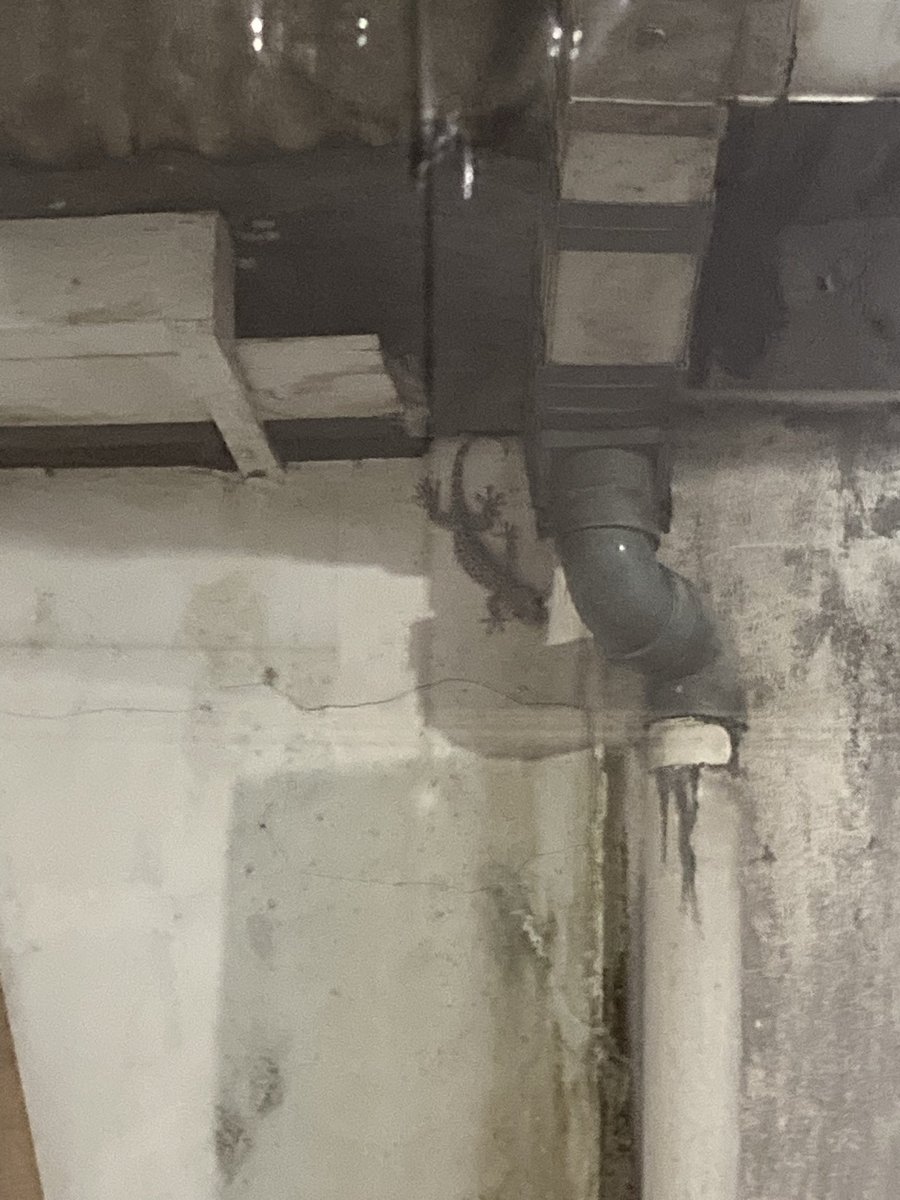 Di rumah kami ada 2 tokek besar yang dinamai Si Lengket oleh bocil. Umurnya 3 tahunan.Hari ini ditemukan tergeletak dipojok halaman belakang. Dikira mati. Pas didekati ternyata ada bagian kulit yang mengelupas. Si Lengket hanya berganti kulit jadi kehilangan banyak energi.