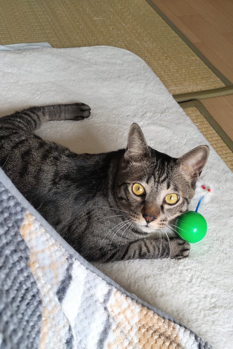FosterCatLOUIS's tweet photo. 2週間前に来た新しい預かりの子
名前はピータンとの事

2才ってこんなに元��だったっけ？
さっき、カーテンレールから落ちて、その後も休まずに走り回ってるんたけど

#預かり猫　#保護猫 https://t.co/nFf7X4cxG6