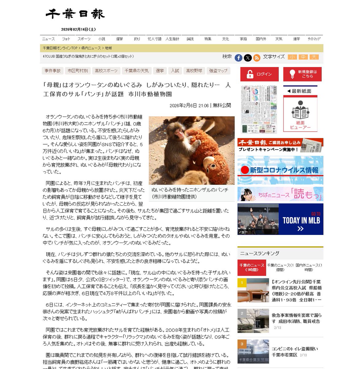 amazingdev02's tweet image. Otome was Ichikawa Zoo's (same zoo as Punch) first success story like Punch's, and the only other monkey that reached popularity levels like him

This Japanese site mentions her history in relation to punch:
chibanippo.co.jp/articles/15667…