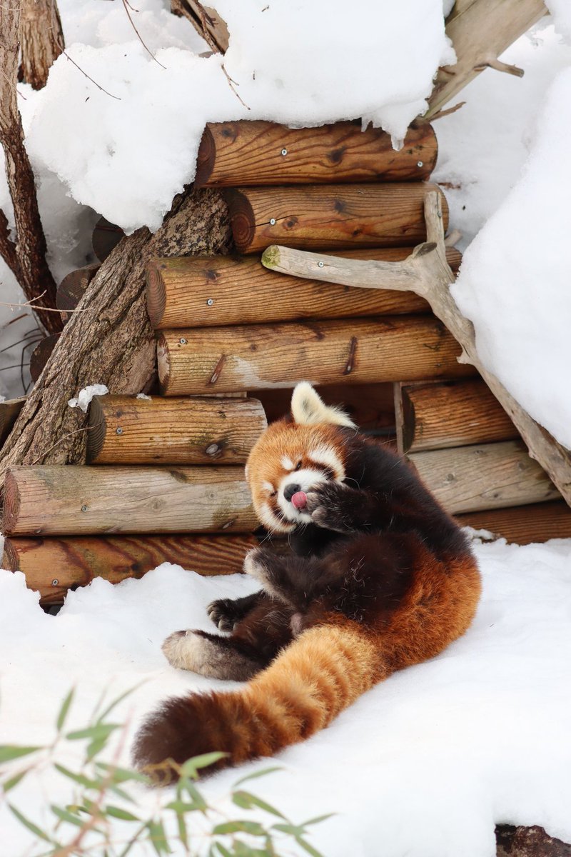 ㈱ゴン太 (@SbbFFBE2sVWOBjf) / Posts / X