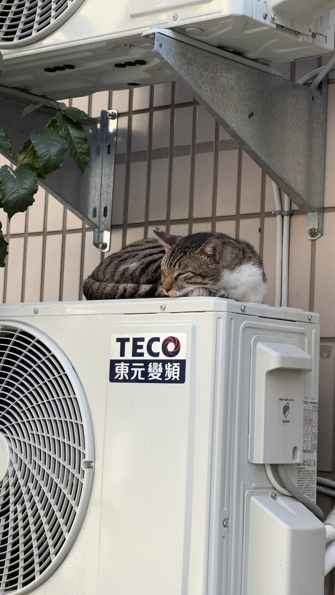 春節前に例の大掃除中、雑物が多すぎて中々進めなくて、少し外にぶらぶらしたらかわいい眠り猫発見🐈