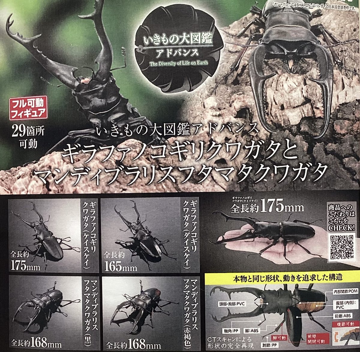 🔁2月15日(日)再入荷情報🔁 🐼いきもの大図鑑アドバンス ギラファ