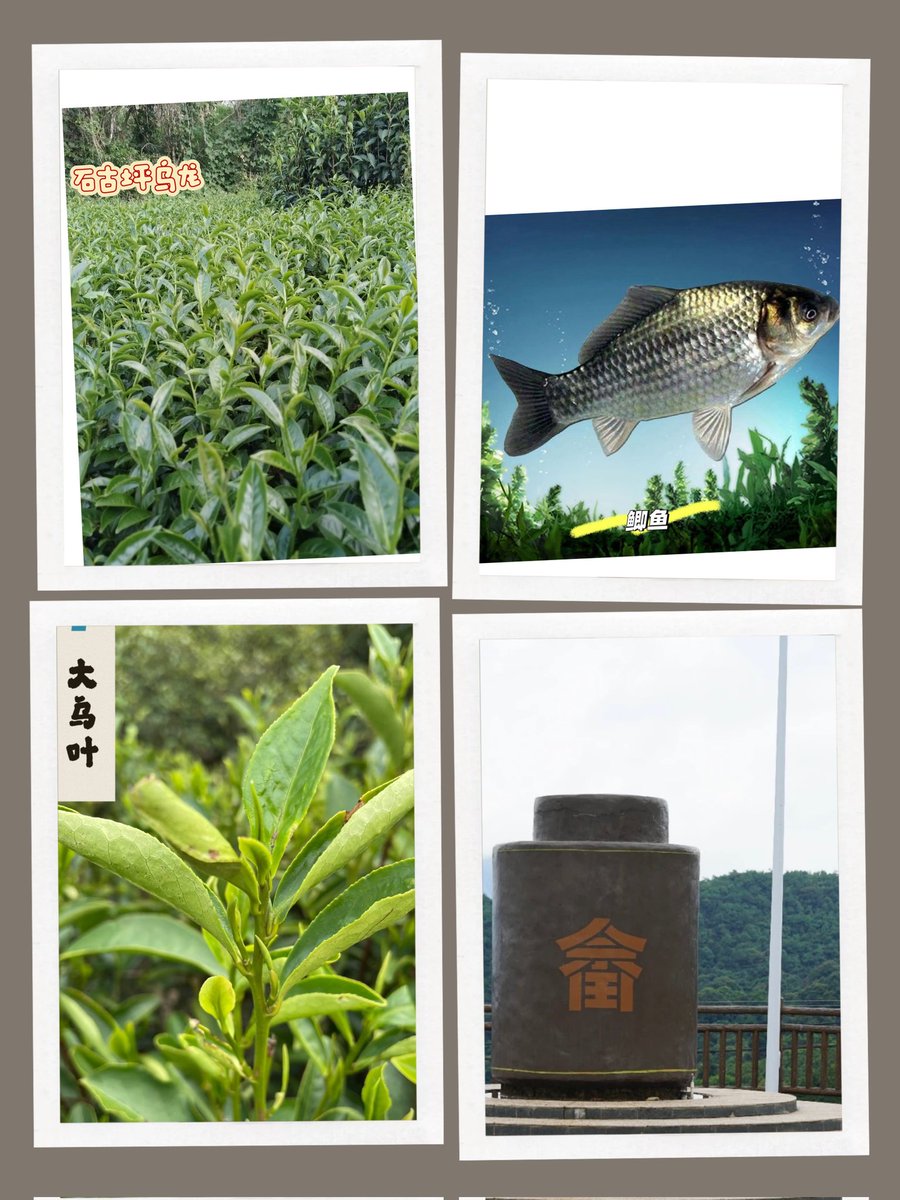 带“乌”的单丛茶
大乌叶:因叶色较深绿且叶幅大，又名“猴种”。

乌鲫鱼单丛，因其叶色乌绿、叶形似鲫鱼体形而名。鲫鱼因数量多，价低，过往常常是山民家中餐桌上的一道美食。

石古坪乌龙：产自于潮汕唯一的少数民族石古坪畲族村，以往，将茶代药，因冲泡后汤色黄绿，又称“绿豆水”，但年产量极低。