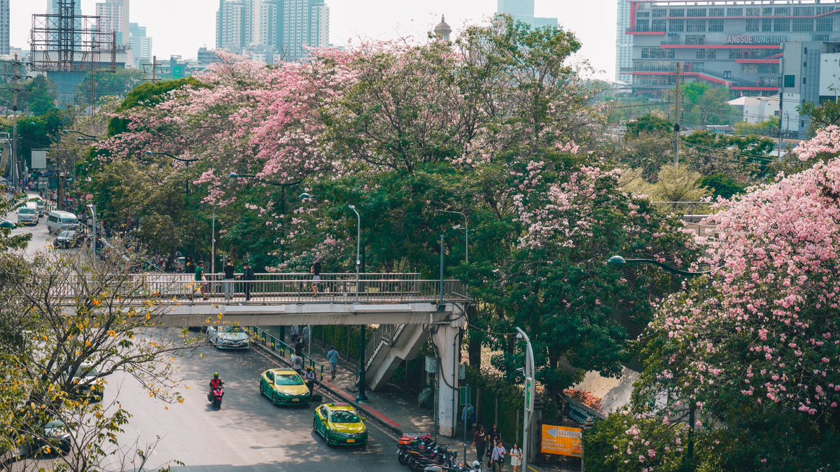 Pink (blossom and love) bloom —