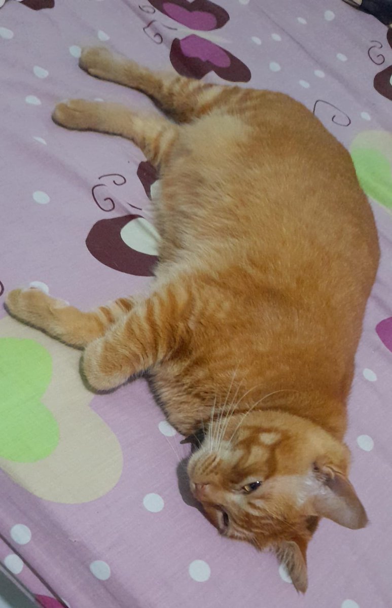 Mbaa aku hri ini ga nyari janda, capek semalem udahan