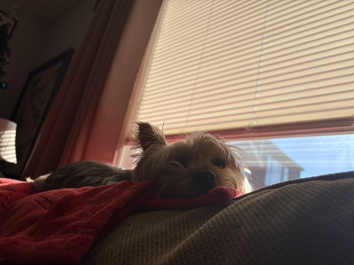 shrtyfck's tweet photo. im obsessed with my dog https://t.co/PqidIEmj8Y