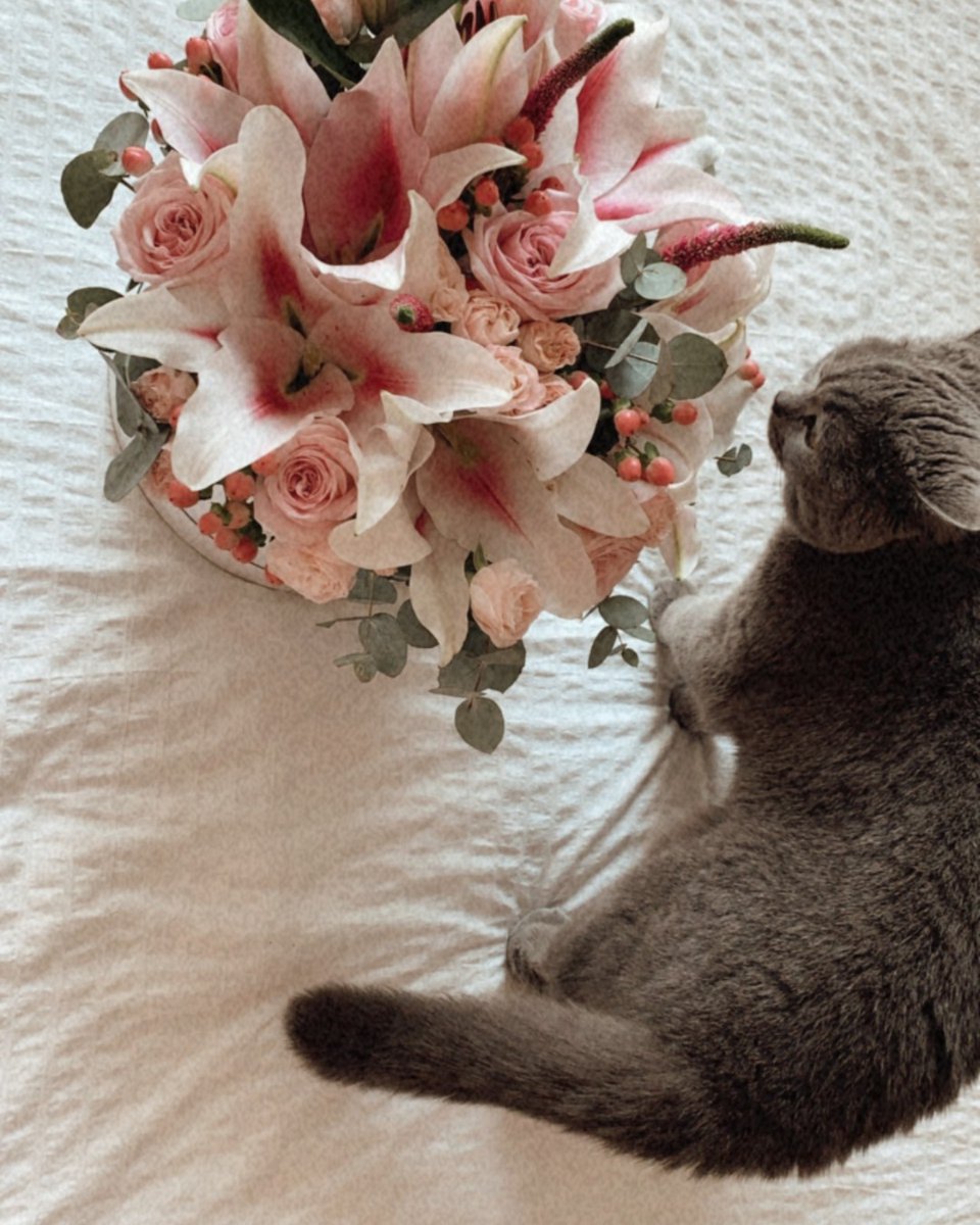 Cat's Pride tweet media