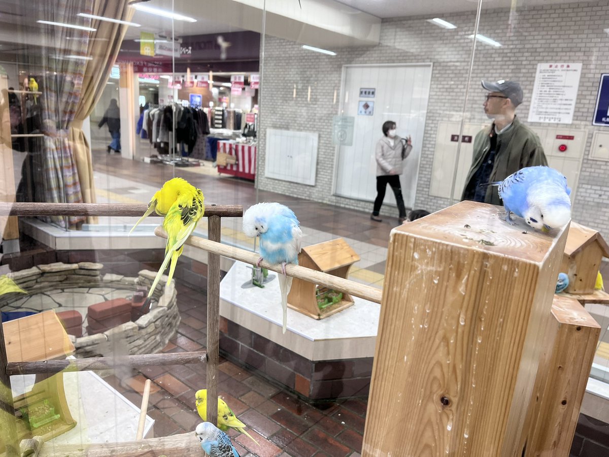 にゃおん先輩 (@americanpop_jp) / Posts / X