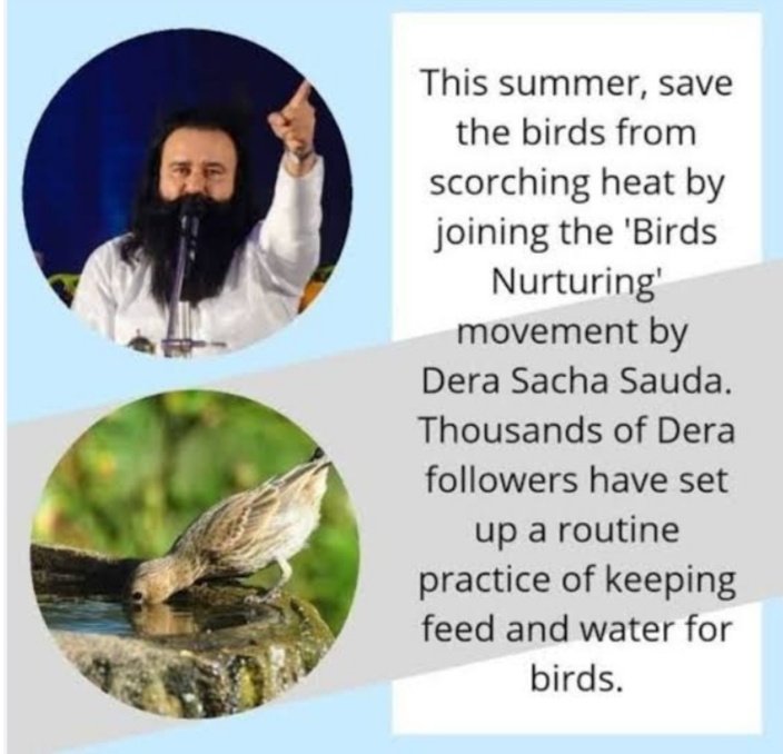 paramkaurinsa's tweet photo. Serving every living being is true humanity! Saint Gurmeet Ram Rahim Ji teaches people to be compassionate. He says to #FeedEveryCreature by placing chapati or bread on the rooftop, balcony, or garden because it is a very good deed. Sharing food is also true devotion to God. https://t.co/j79AAn5et6