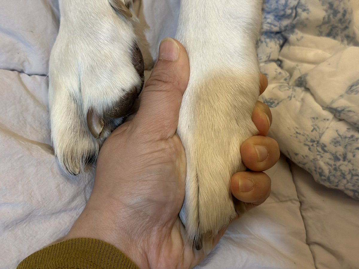 트친님들. 대운이가 어제 저녁 7시 하늘나라로 떠났어요. 항암약 끊은 이후 22일간 한번의 통증도 없이 눈밭에서 뛰놀고, 수영하고, 활력이 넘쳐서 암이 전이된게 아니구나… 라고 저 혼자 신났었는데 대운이가 착하게도 그동안 힘을 냈나봐요.