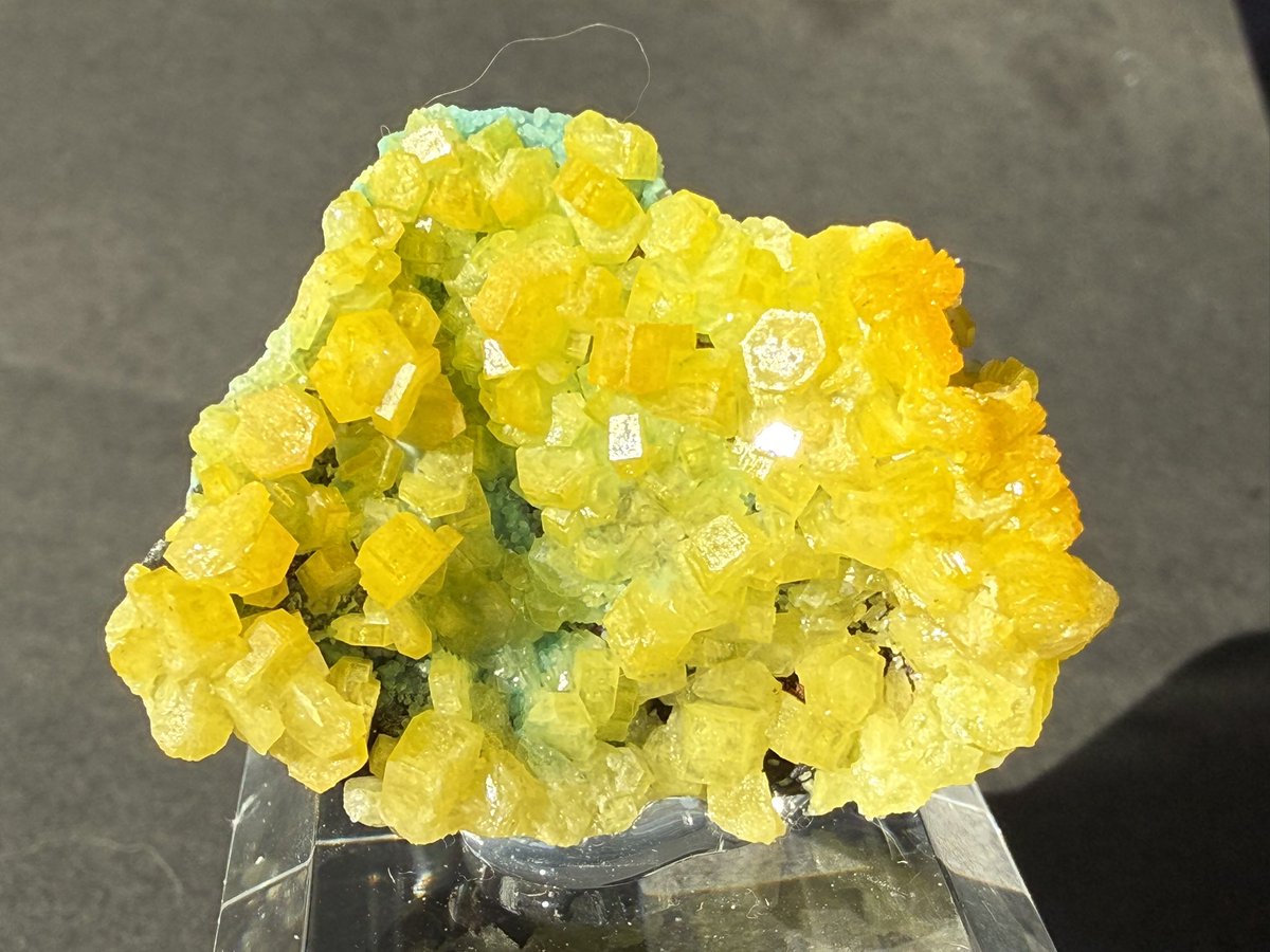 花咲ねこ tweet media