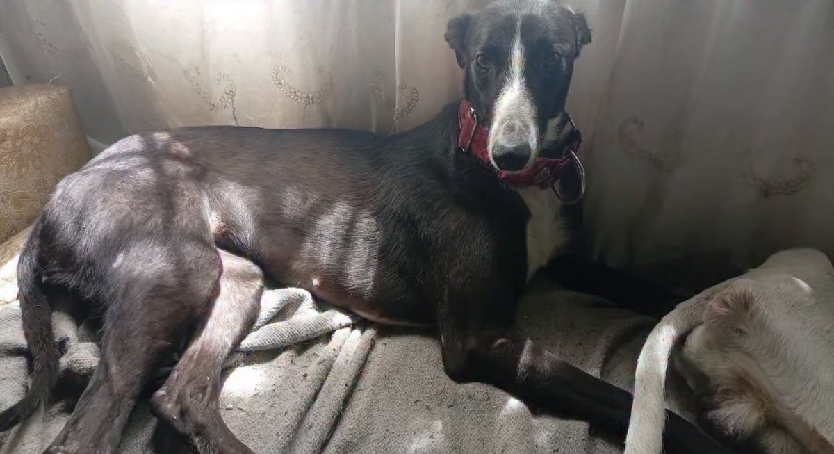 📣📣ATENCIÓN ATENCIÓN 📣📣
Cerramos el sábado con una DIOSAAAA TOTAL que se llama AMARAL❤️
Tiene 2/3 años y es muyyy tranquila.
Ama pasear con correa y en auto.
Y por supuesto dormir en el sillón!!
Se lleva con perros y gatos.
Es muy muy buena y obediente.
Se traslada
Contacto