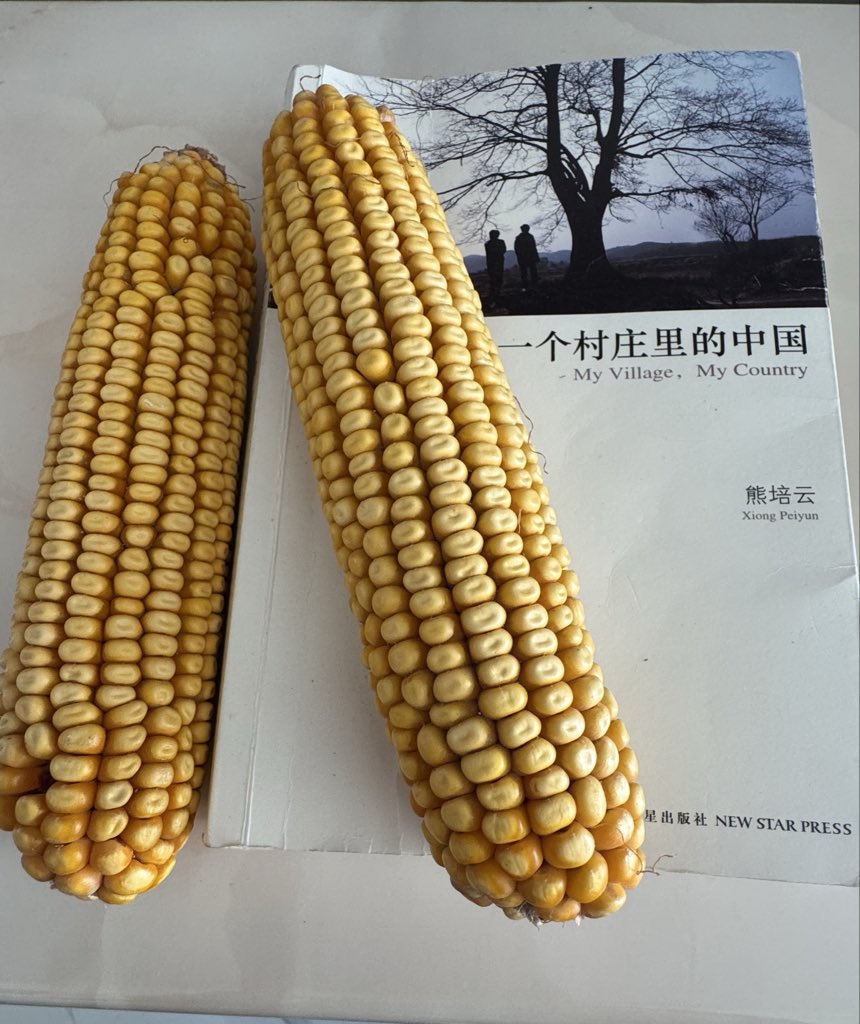 Liberty Cats 誌存高遠猫 tweet media